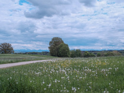 Carl Zeiss Distagon 2,8/25mm