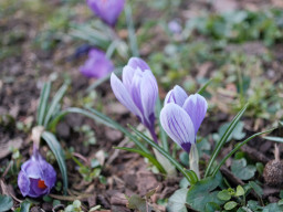 Carl Zeiss Distagon 2,8/25mm