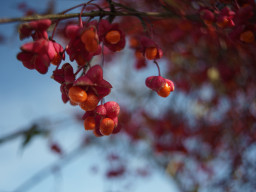 Enna München 4/24mm