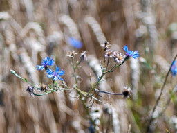 Fujinon-T EBC 2,8/100mm