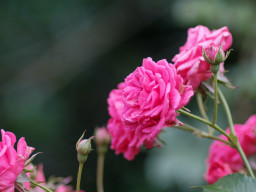 Fujinon-T EBC 2,8/100mm