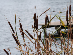 Fujinon-T EBC 2,8/100mm