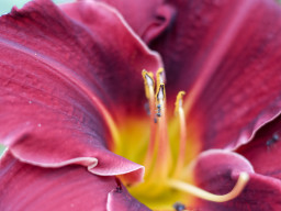 Fujinon EBC 1,8/55mm