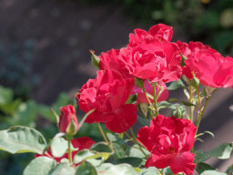 MOG Orestegor 4/200mm