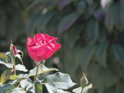 MOG Orestegor 4/200mm