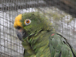 MOG Orestegor 4/200mm