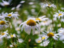 Pentacon auto MC  2,8/29 mm