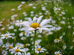 Pentacon MC 2,8/29 mm