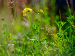 Pentacon MC 1,8/50mm