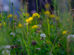 Pentacon MC 1,8/50mm