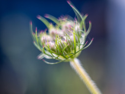 Pentacon MC 1,8/50mm