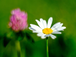 Pentacon MC 1,8/50mm