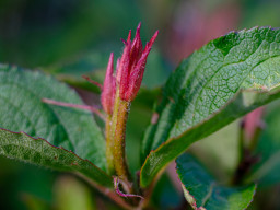 Pentacon MC 1,8/50mm