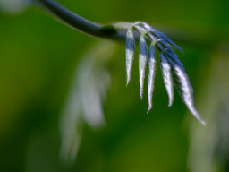 Pentacon MC 1,8/50mm