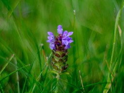 Pentacon MC 1,8/50mm