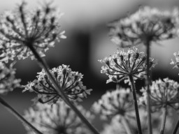 Pentacon MC 1,8/50mm