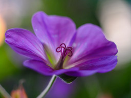 Pentacon auto MC  1,8/50 mm