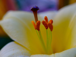 Pentacon MC 1,8/50mm