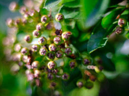 Pentacon MC 1,8/50mm