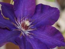 Minolta MC Macro 3,5/100mm