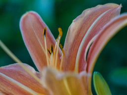 Minolta MC Macro 3,5/100mm