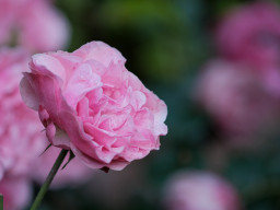 Minolta MC Macro 3,5/100mm