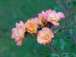 Minolta MC Macro 3,5/100mm