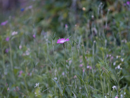 Minolta MC Macro 3,5/100mm