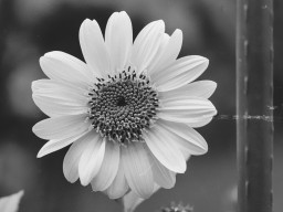 Minolta MC Macro 3,5/100mm