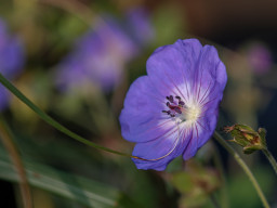 Minolta MC Macro 3,5/100mm