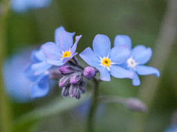 Minolta MC Macro 3,5/100mm