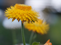 Minolta MC Macro 3,5/100mm