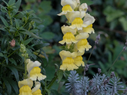 Minolta MC Macro 3,5/100mm