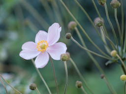 Minolta MC Macro 3,5/100mm