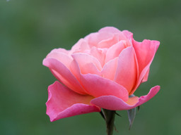 Minolta MC Macro 3,5/100mm