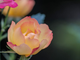 Minolta MC Macro 3,5/100mm