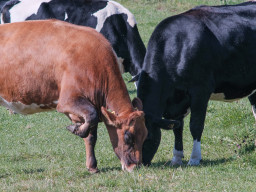 Minolta MC 3,5/200mm