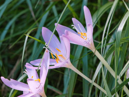 Minolta MC 3,5/200mm