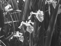 Minolta MD Rokkor-X 3,5/135mm