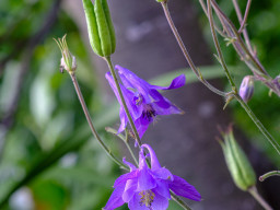 Minolta MD 3,5/50mm Macro