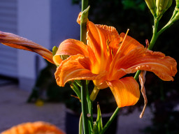 Minolta MD 3,5/50mm Macro