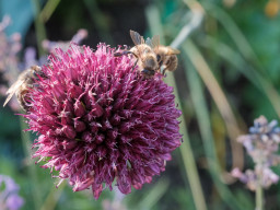 Minolta MD 3,5/50mm Macro