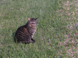 A. Schacht Ulm Travenar 3,5/135mm