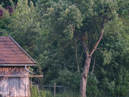 A. Schacht Ulm Travenar 3,5/135mm