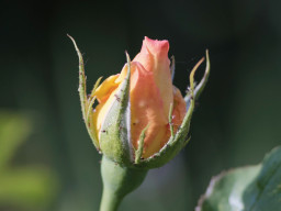 A. Schacht Ulm Travenar 3,5/135mm