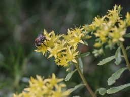 A. Schacht Ulm Travenar 3,5/135mm