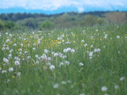 Tokina RMC 2,8/135mm