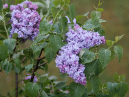 Tokina RMC 2,8/135mm