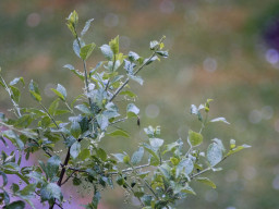 Tokina RMC 2,8/135mm