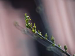 Tokina RMC 8/500mm (mirror)